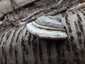 Bükkfa-tapló (Fomes fomentarius), Budai-hegység